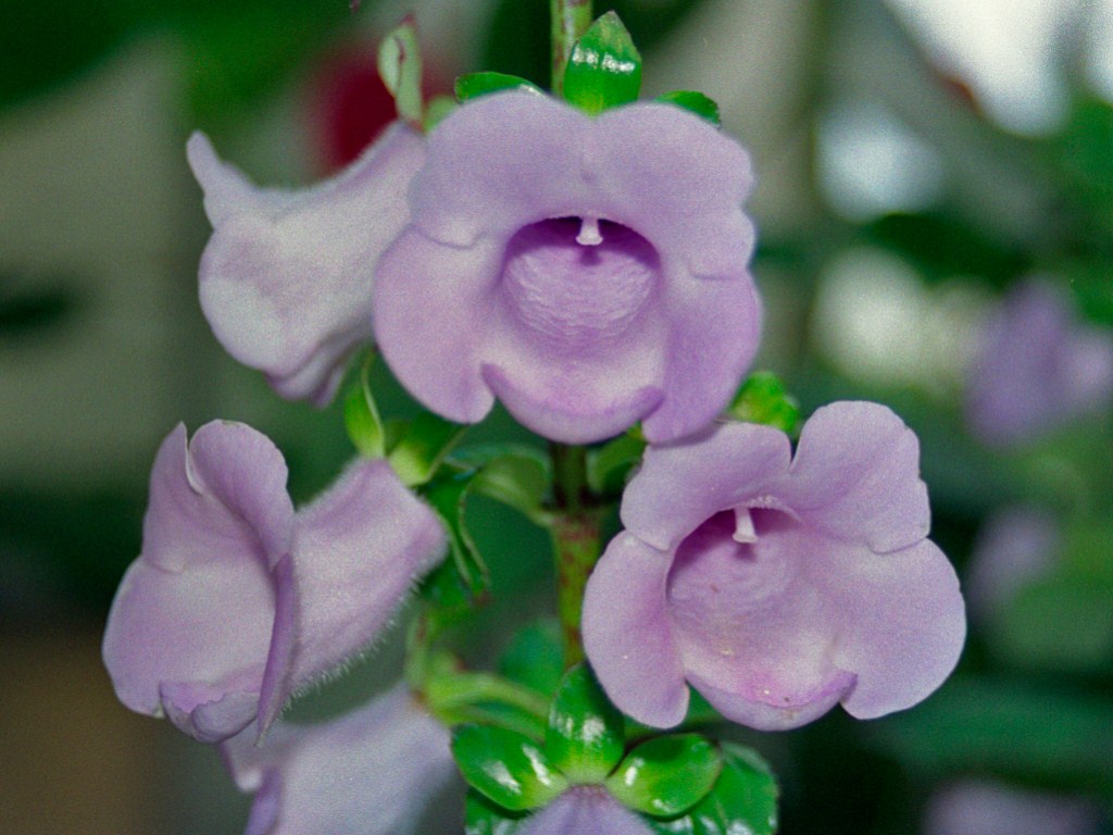 Dei fiori violetti - Gloxinia perennis